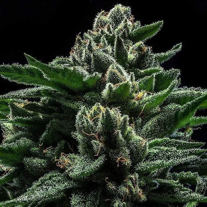 Do-G van Ripper Seeds