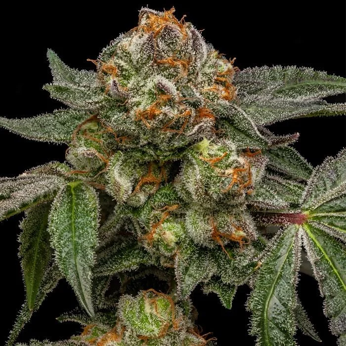 Zake van Ripper Seeds
