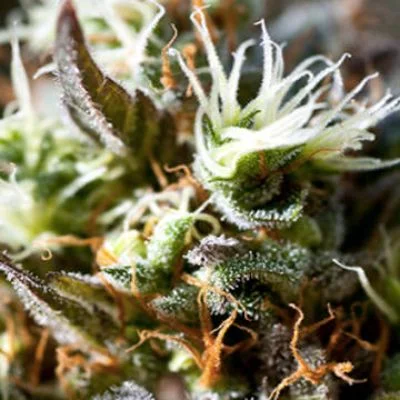 Lemon Ice 2.0 van Ripper Seeds