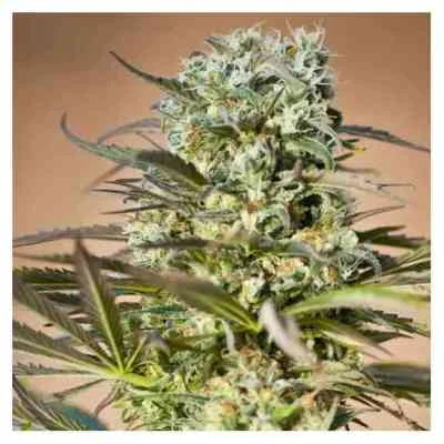Hawaiian Wave van Ripper Seeds
