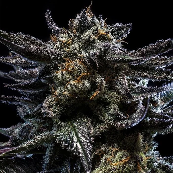 Zombie Kush van Ripper Seeds