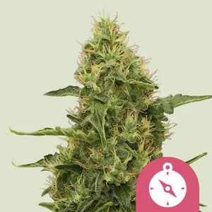 Northern Light van Royal Queen Seeds