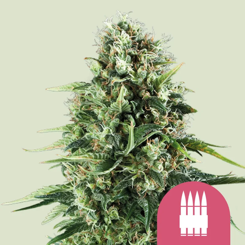 Royal AK van Royal Queen Seeds