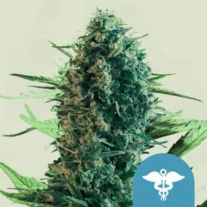 Royal Medic van Royal Queen Seeds