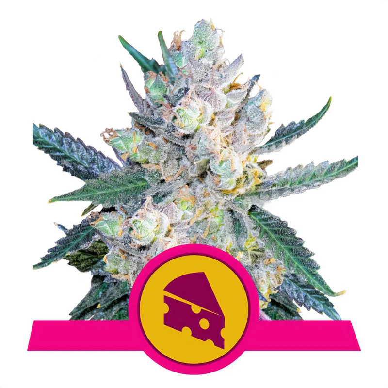 Royal Cheese van Royal Queen Seeds