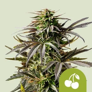 Cherry Pie van Royal Queen Seeds