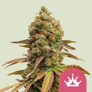 Special Queen #1 van Royal Queen Seeds