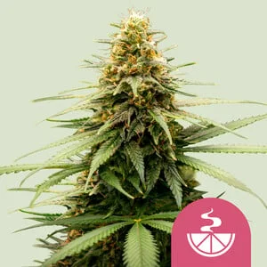 Lemon Skunk van Royal Queen Seeds