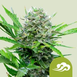 Royal Bluematic van Royal Queen Seeds