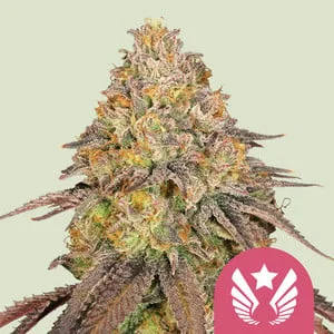 Legendary OG Punch van Royal Queen Seeds