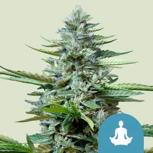 Stress Killer CBD van Royal Queen Seeds