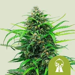 Pink Runtz van Royal Queen Seeds