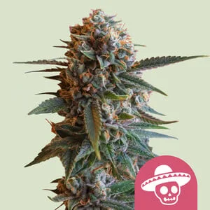 Mexican Rush van Royal Queen Seeds