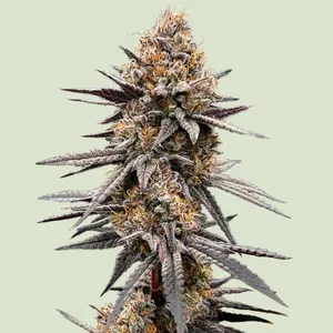 Gravity Berry F1 van Royal Queen Seeds