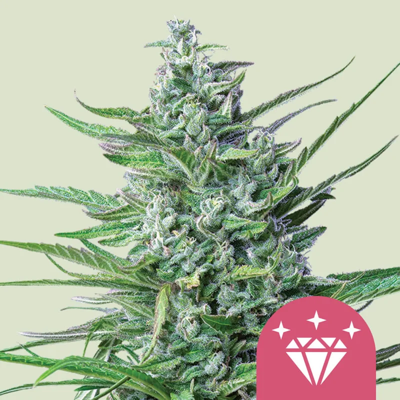 Special Kush #1 van Royal Queen Seeds