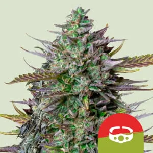 GOAT'lato van Royal Queen Seeds