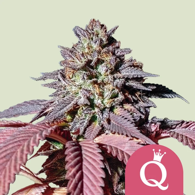 Purple Queen van Royal Queen Seeds