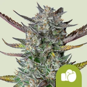 Purple Punch van Royal Queen Seeds