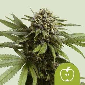 Apple Fritter van Royal Queen Seeds