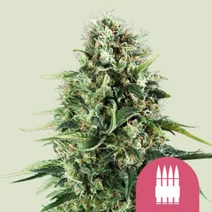 Royal AK van Royal Queen Seeds