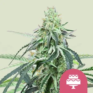 Wedding Gelato van Royal Queen Seeds