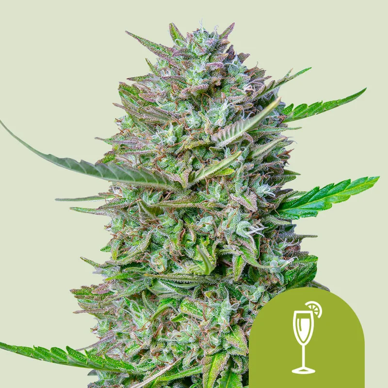 Mimosa di Royal Queen Seeds
