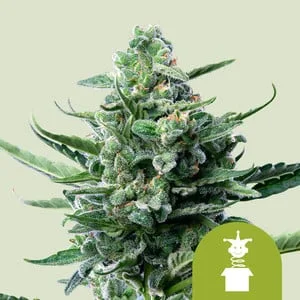 Royal Jack van Royal Queen Seeds