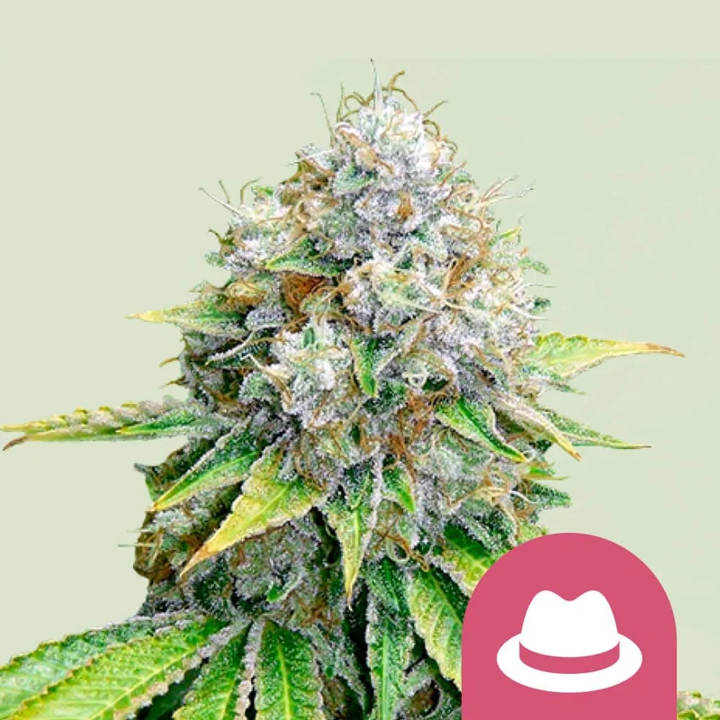 O.G. Kush van Royal Queen Seeds
