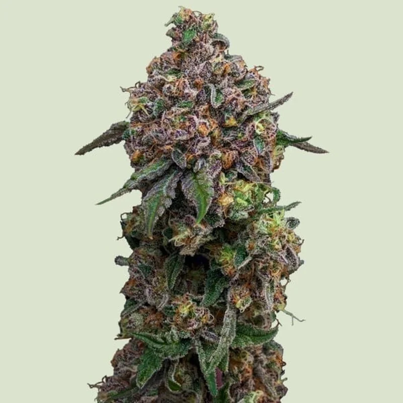 Cosmic Cheddar F1 van Royal Queen Seeds