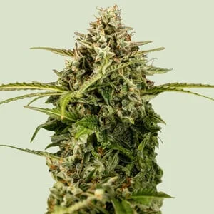 Apollo F1 van Royal Queen Seeds