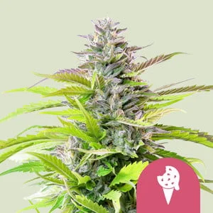 Cookies Gelato van Royal Queen Seeds