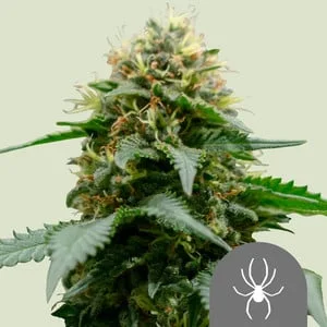 White Widow van Royal Queen Seeds