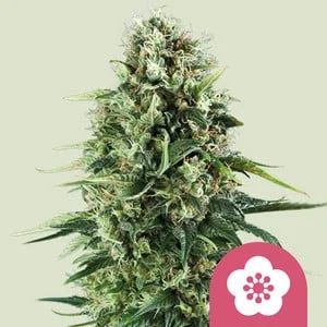 Power Flower van Royal Queen Seeds