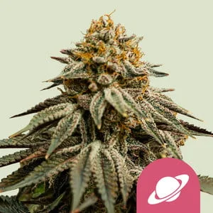 Royal Skywalker van Royal Queen Seeds