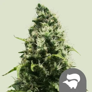 Skunk XL van Royal Queen Seeds