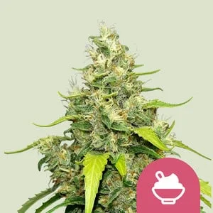 Blue Gelato van Royal Queen Seeds