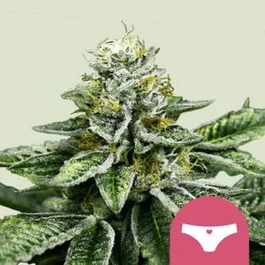 Sherbet Queen van Royal Queen Seeds