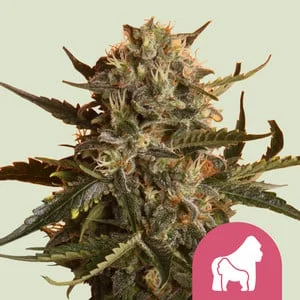 Mother Gorilla van Royal Queen Seeds