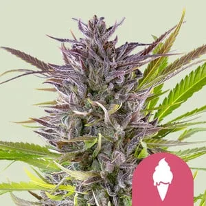 Green Gelato van Royal Queen Seeds
