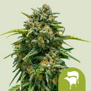 Sweet Skunk van Royal Queen Seeds