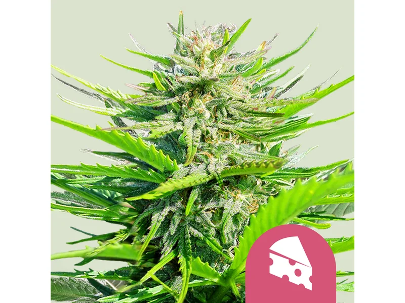 Royal Cheese Fast van Royal Queen Seeds