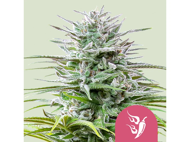 Speedy Chile van Royal Queen Seeds