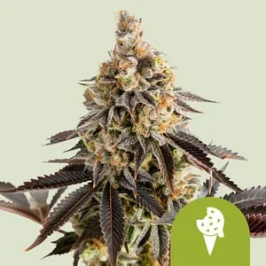 Cookies Gelato van Royal Queen Seeds