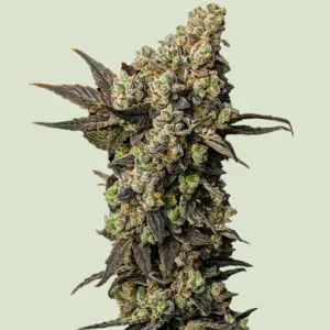 Astro Lemonade F1 van Royal Queen Seeds