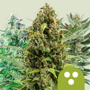 Mix van Royal Queen Seeds