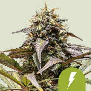 North Thunderfuck van Royal Queen Seeds