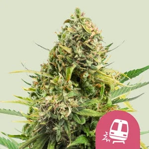 Trainwreck van Royal Queen Seeds