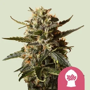 Bubblegum XL van Royal Queen Seeds