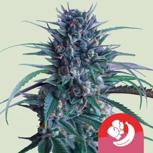 Banana Brawler van Royal Queen Seeds