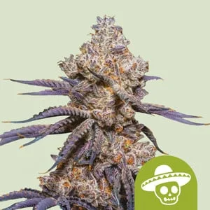 Mexican Rush van Royal Queen Seeds